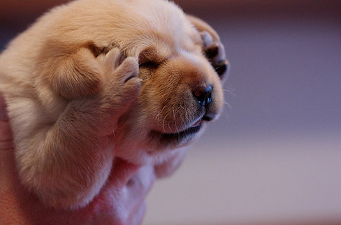 meme-base-picture-cute-puppy-download-monday-headache-omg-dont